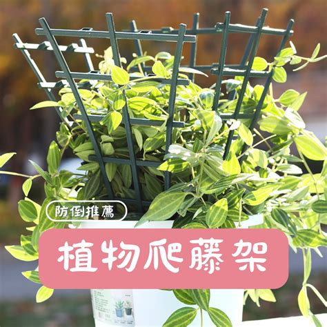 植物爬藤架|爬藤架